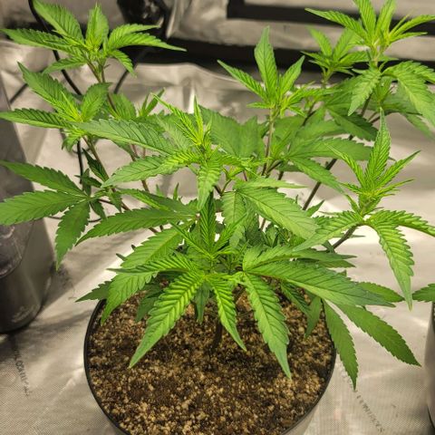 April growlog timeline photo