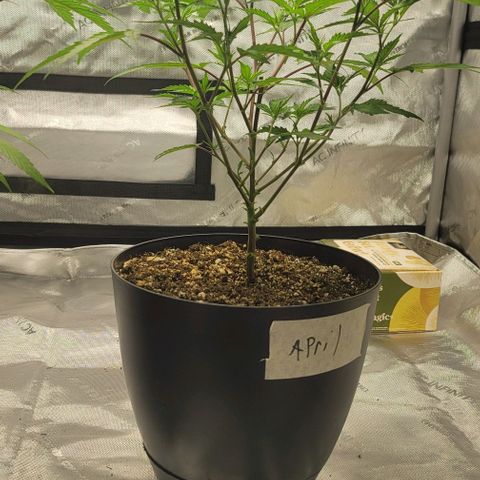 April growlog timeline photo