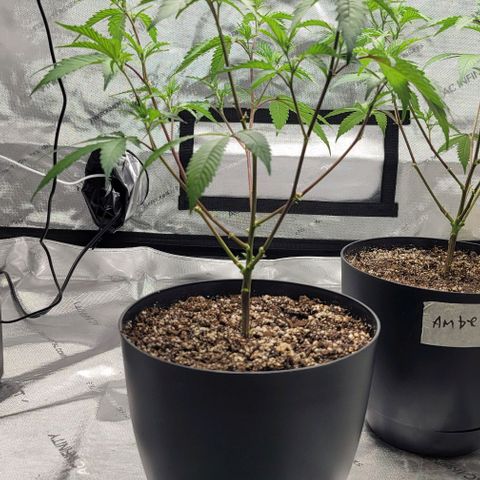 April growlog timeline photo