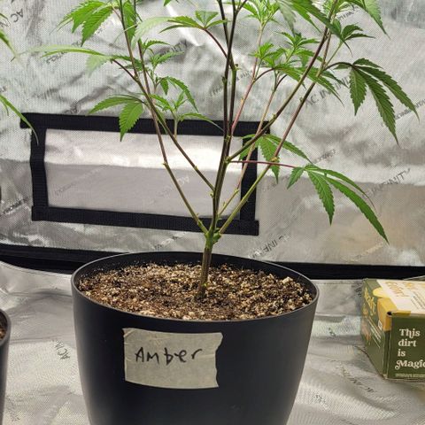 April growlog timeline photo