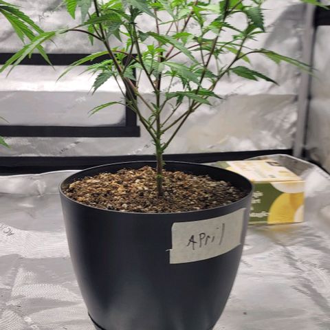 April growlog timeline photo