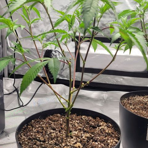 April growlog timeline photo