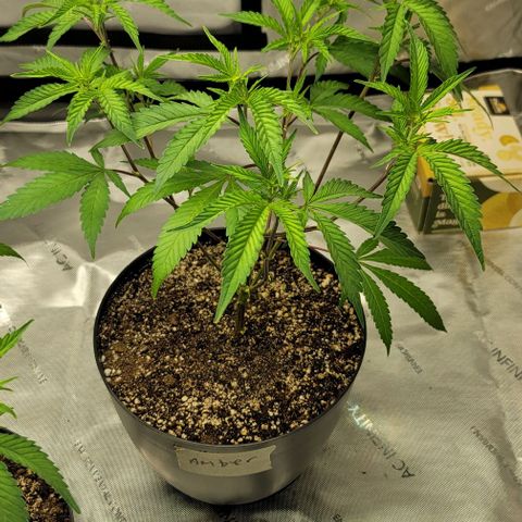 April growlog timeline photo