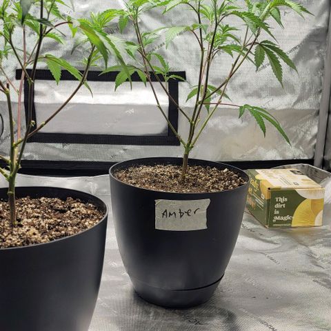 April growlog timeline photo
