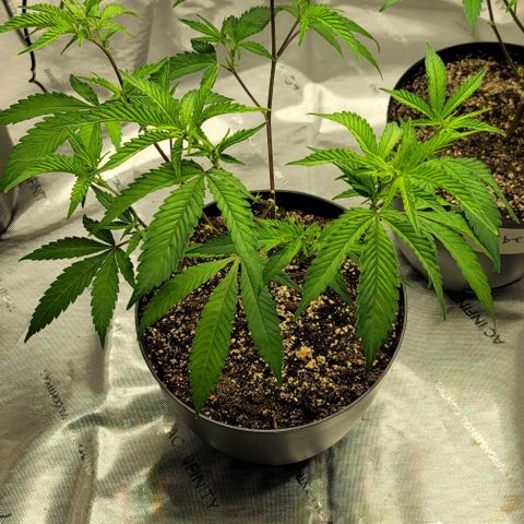 April growlog timeline photo