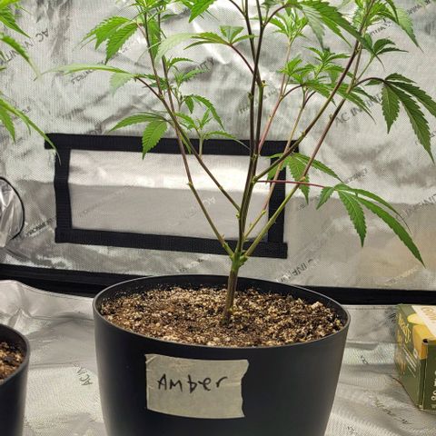 April growlog timeline photo
