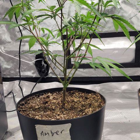 April growlog timeline photo