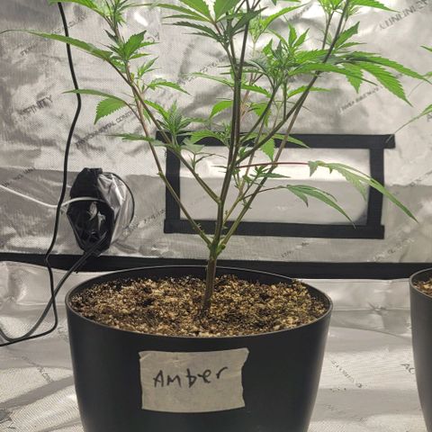 April growlog timeline photo