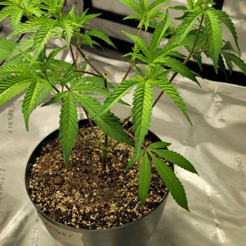 April growlog timeline photo