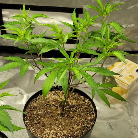 April growlog timeline photo