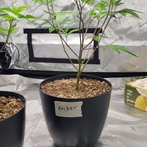 April growlog timeline photo