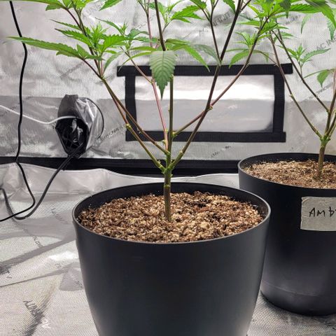April growlog timeline photo