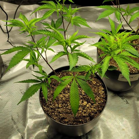 April growlog timeline photo