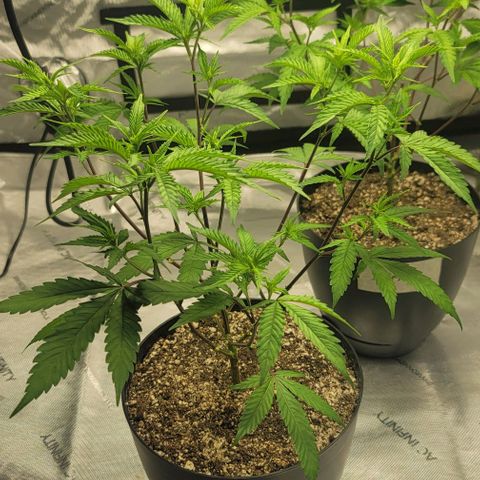 April growlog timeline photo
