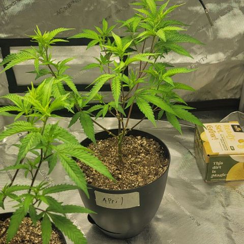 April growlog timeline photo