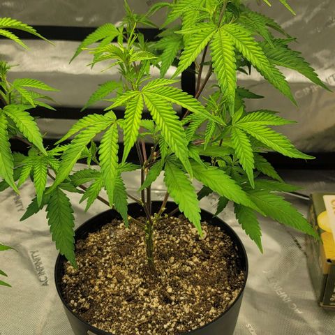 April growlog timeline photo