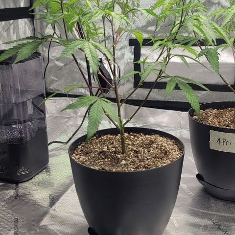 April growlog timeline photo