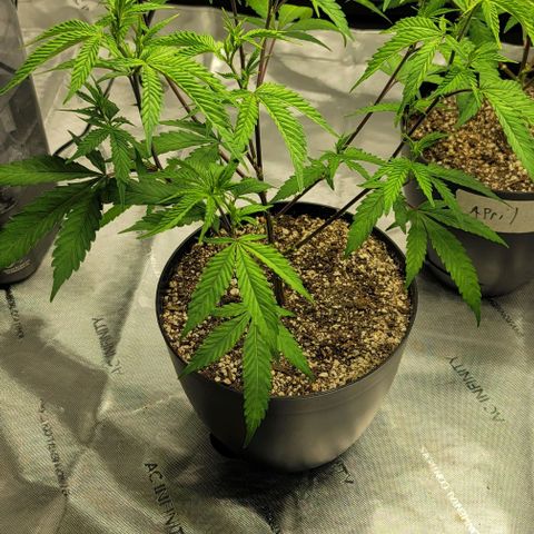 April growlog timeline photo