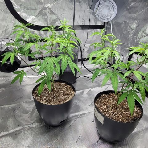 April growlog timeline photo