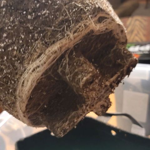 April growlog timeline photo