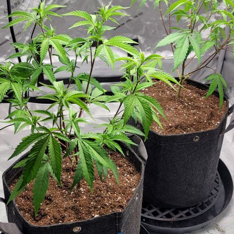April growlog timeline photo
