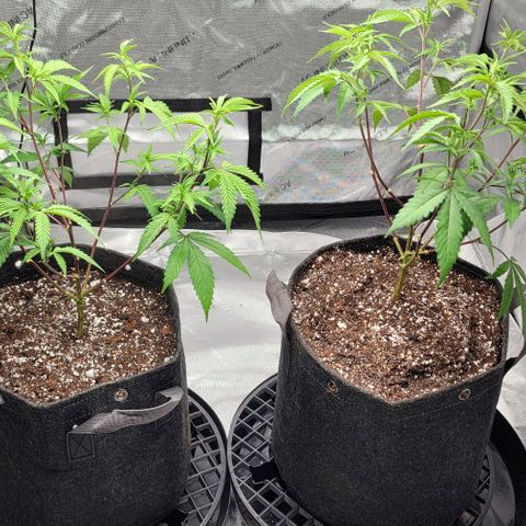 April growlog timeline photo