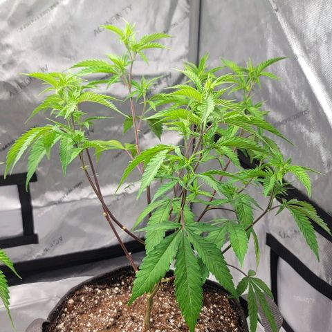 April growlog timeline photo