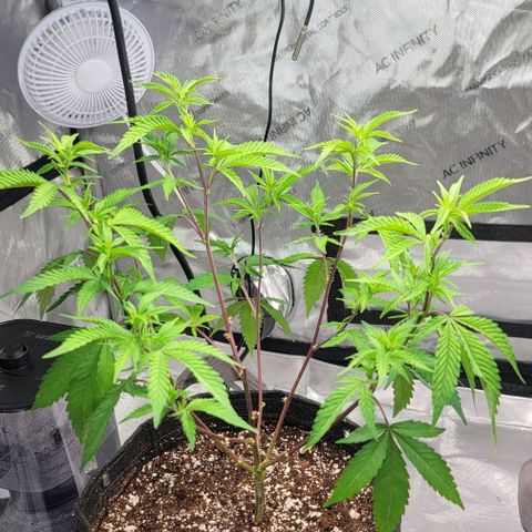 April growlog timeline photo