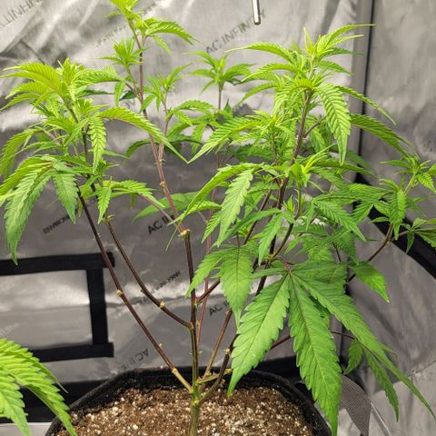 April growlog timeline photo