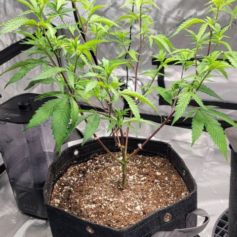 April growlog timeline photo