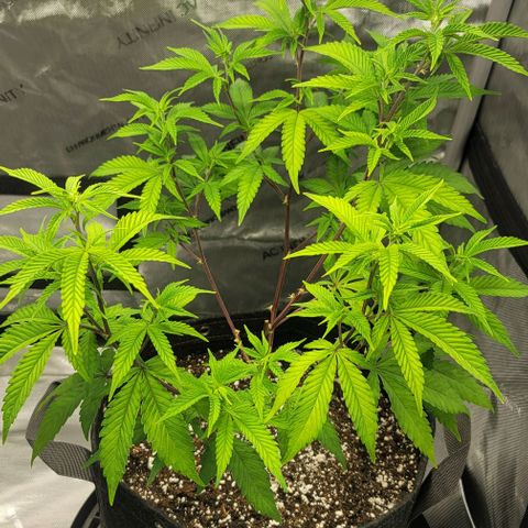 April growlog timeline photo