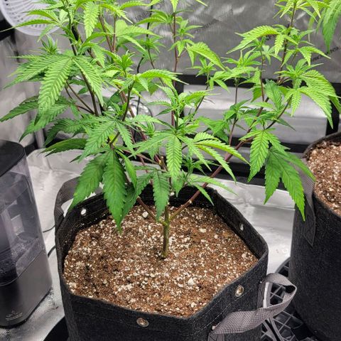 April growlog timeline photo