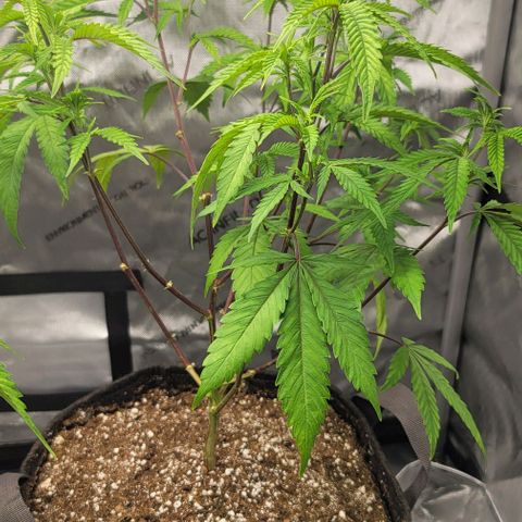 April growlog timeline photo