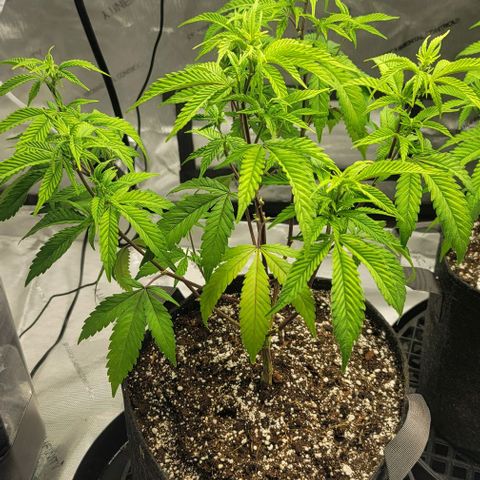 April growlog timeline photo
