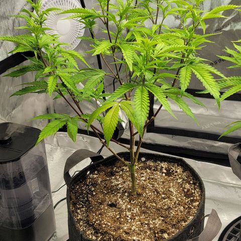 April growlog timeline photo