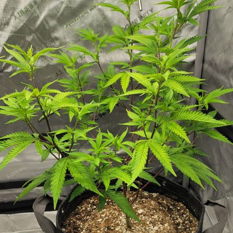 April growlog timeline photo