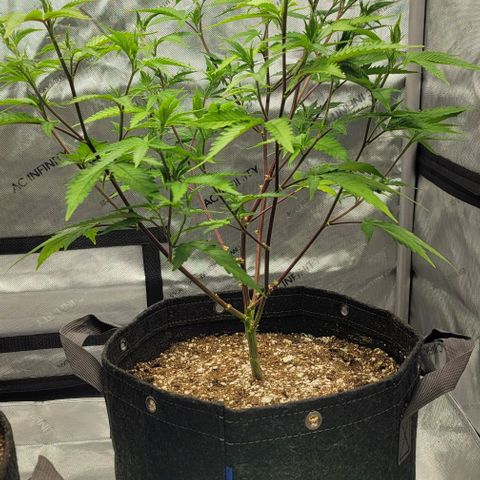 April growlog timeline photo
