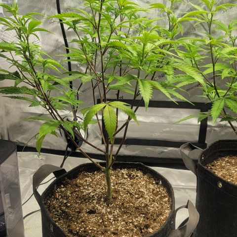 April growlog timeline photo