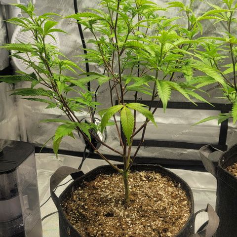 April growlog timeline photo