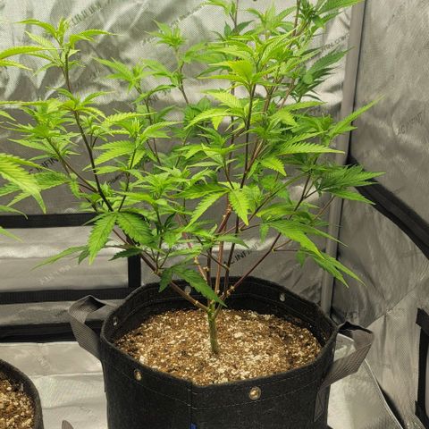 April growlog timeline photo