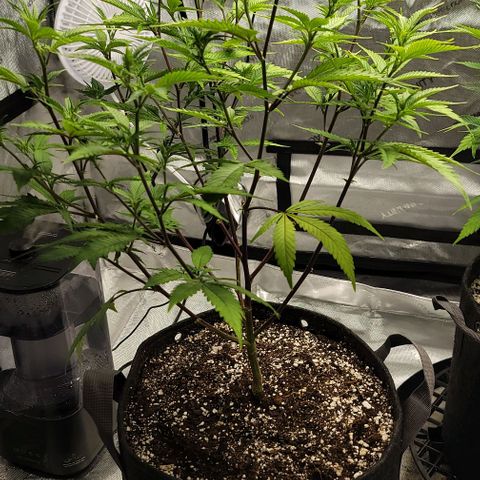 April growlog timeline photo