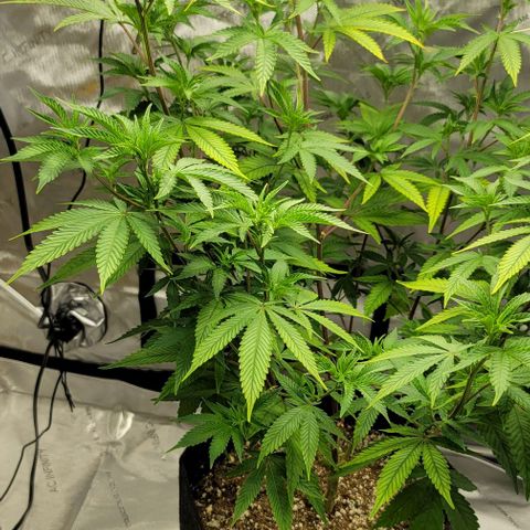 April growlog timeline photo