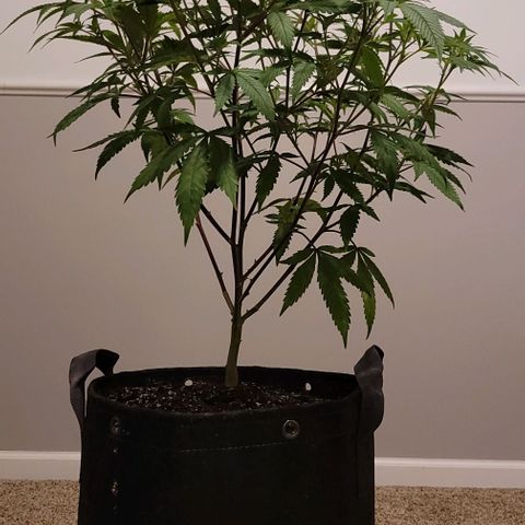 April growlog timeline photo