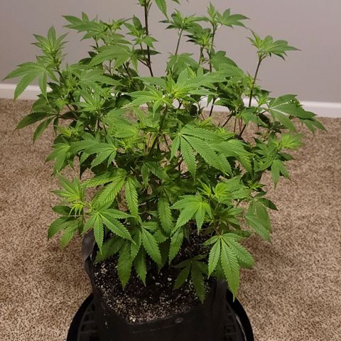 April growlog timeline photo