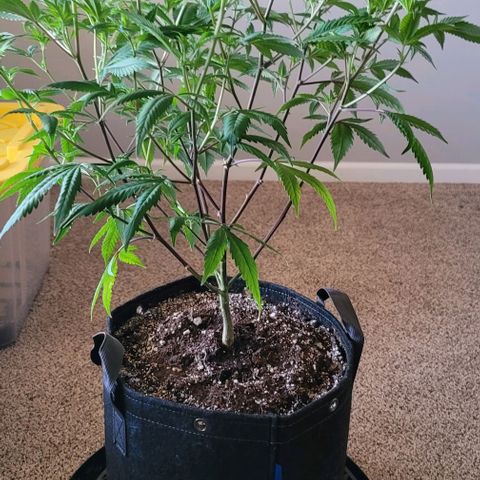 April growlog timeline photo