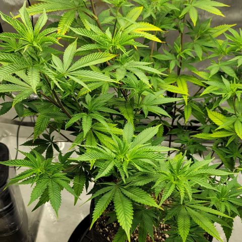 April growlog timeline photo