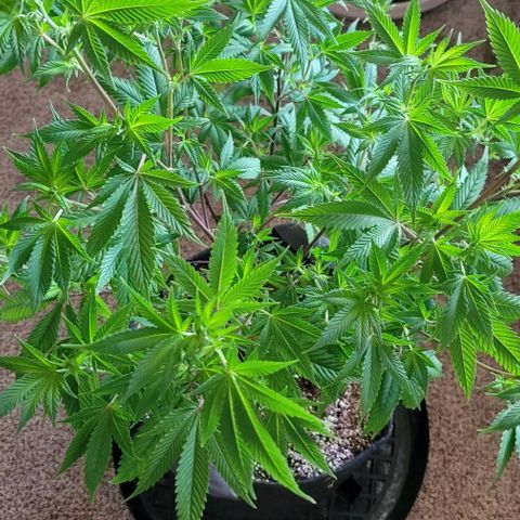 April growlog timeline photo