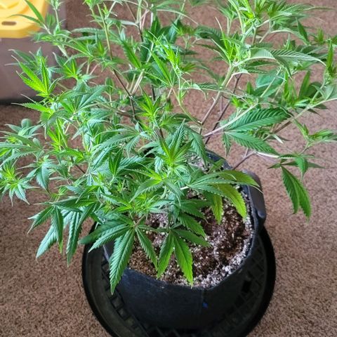 April growlog timeline photo