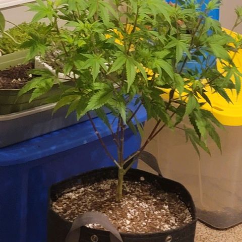 April growlog timeline photo