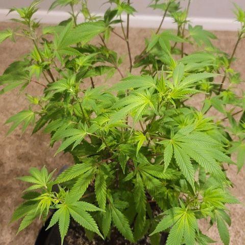 April growlog timeline photo